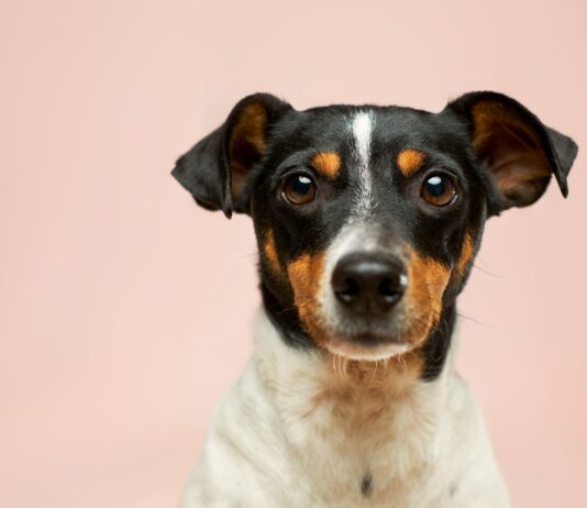 마포구, 반려동물 아파도 걱정 無…최대 40만 원 지원