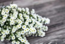 혈액순환의 중요성과 혈액순환에 좋은 차 추천.